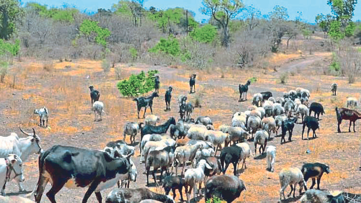 Fodder Shortage