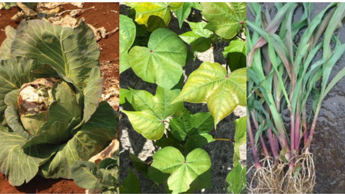 Sulphur Deficiency