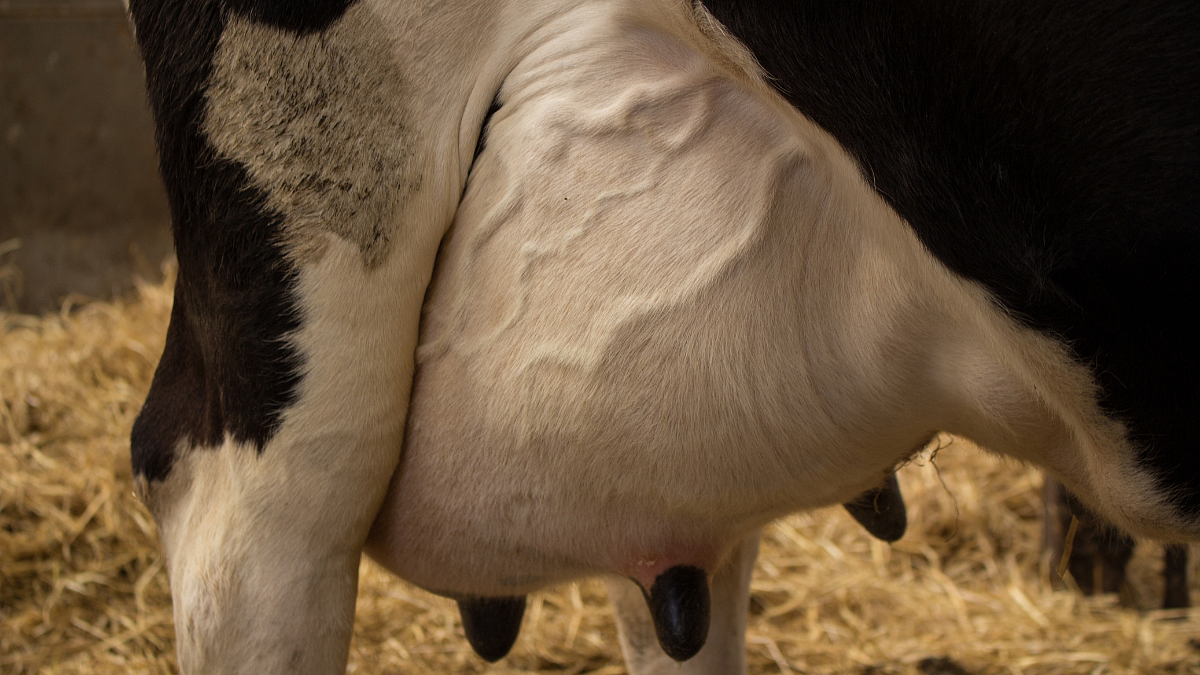 cow udder information in Marathi, Dairy Farming information in Marathi