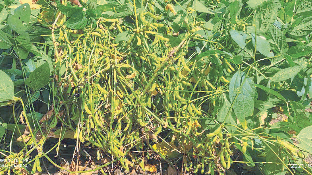 Soybean