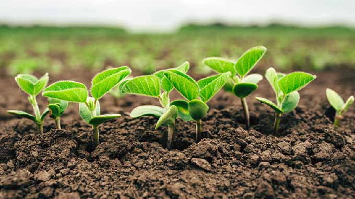 Crop Nutrient