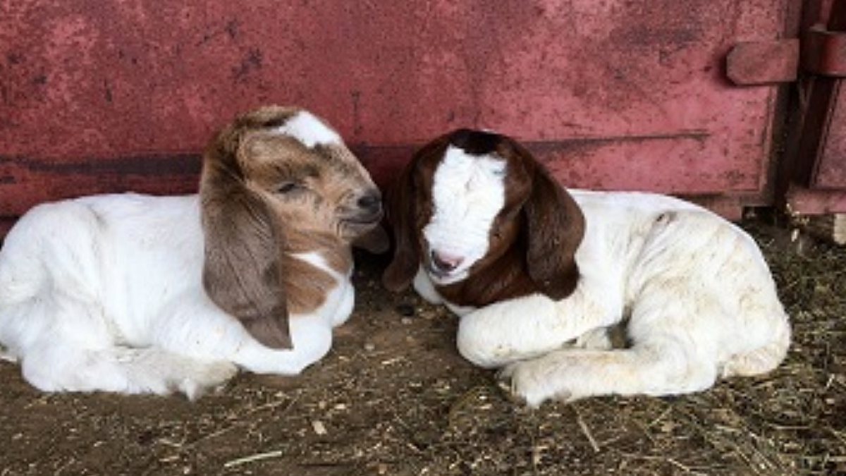 Goat kid management, Goat Farming information in Marathi