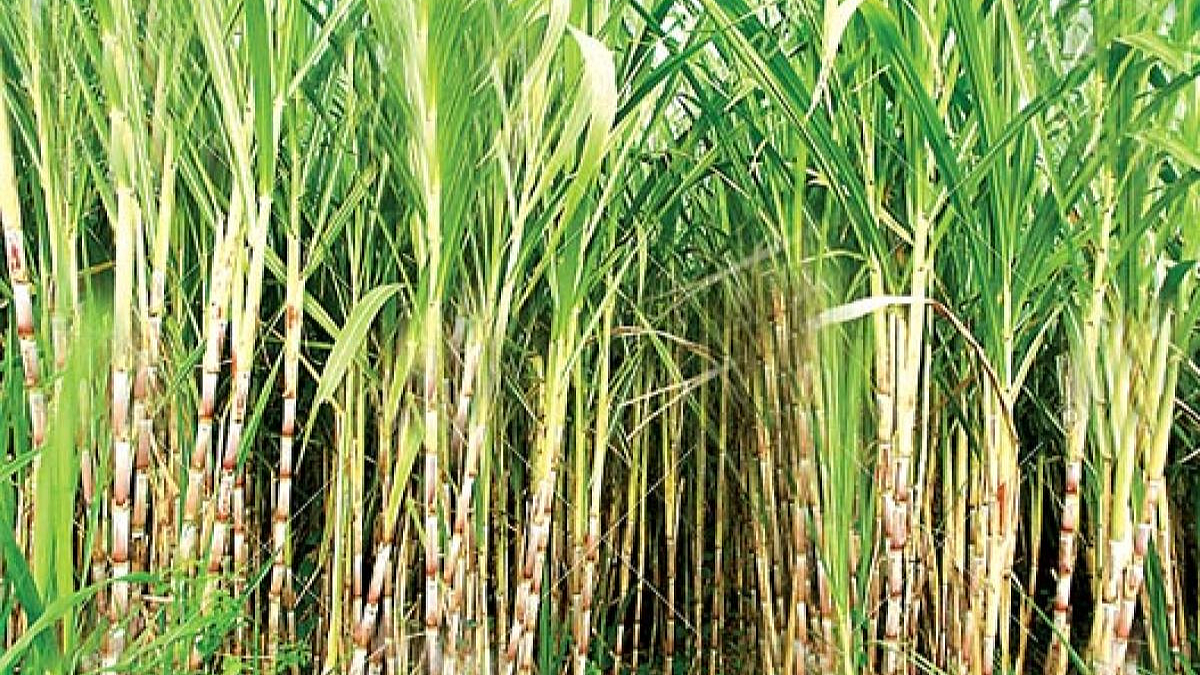 Sugarcane Cultivation
