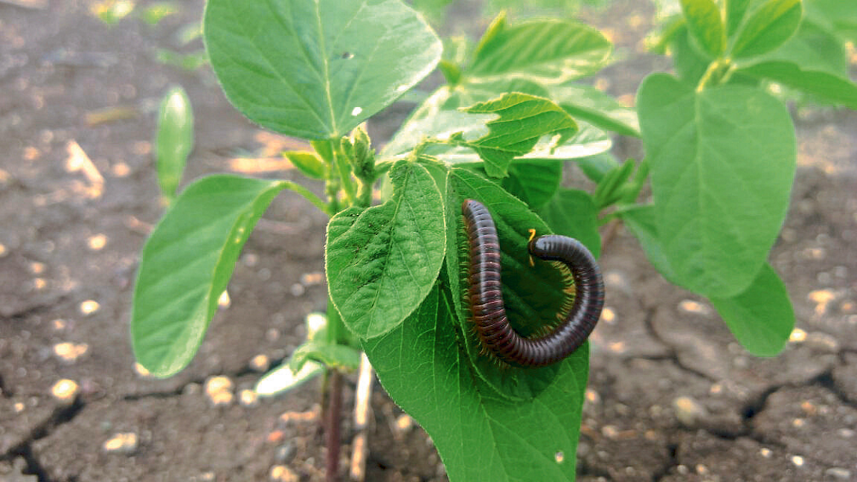 Millipede Attack