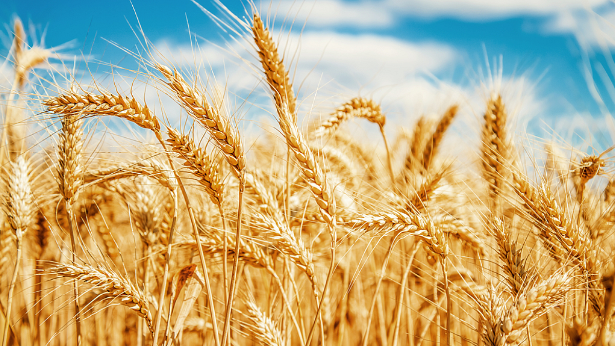 Wheat