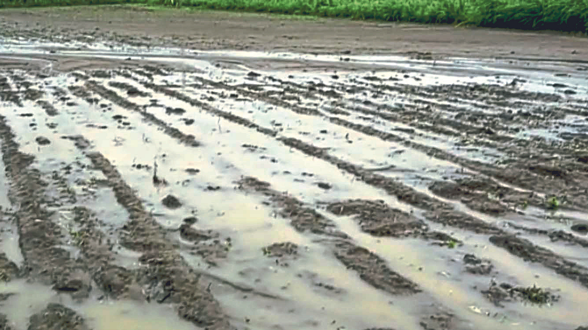 Cotton Cultivation
