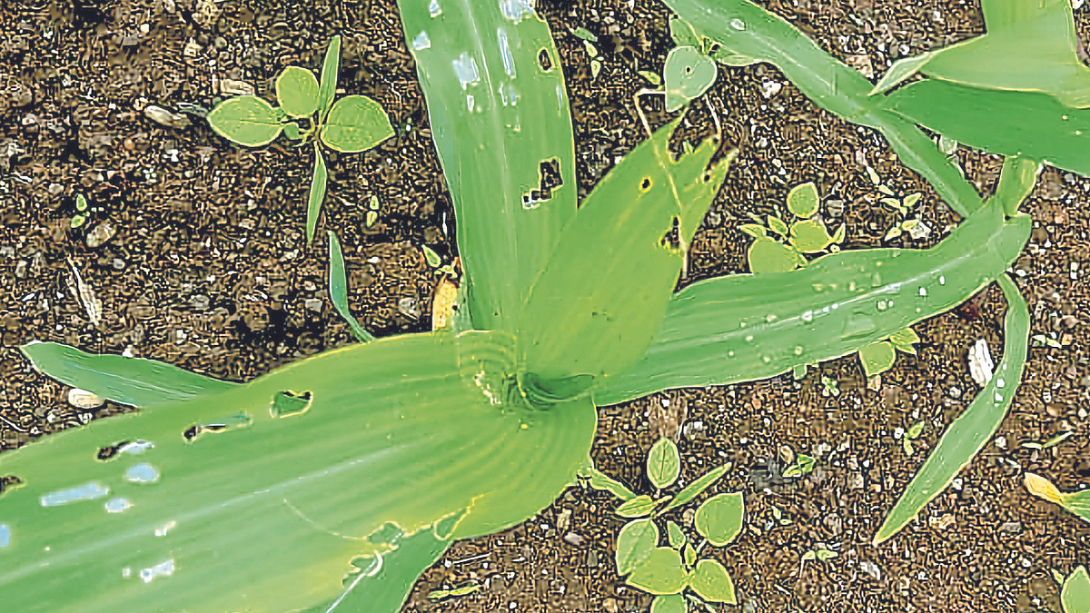 Maize