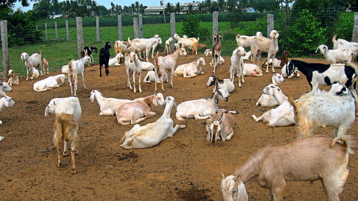 Goat Farming