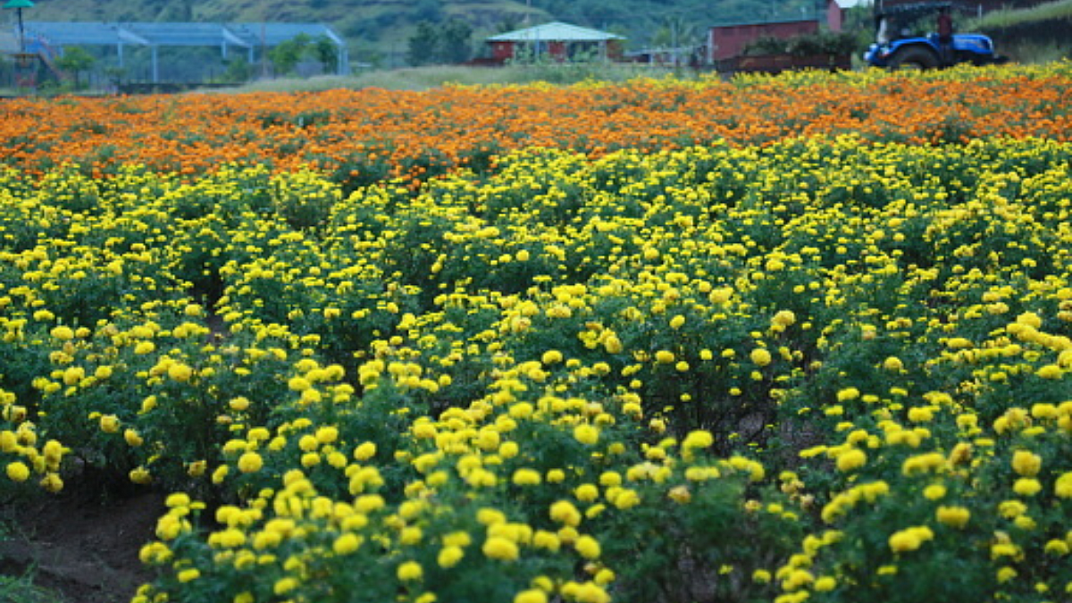 Flower Farming