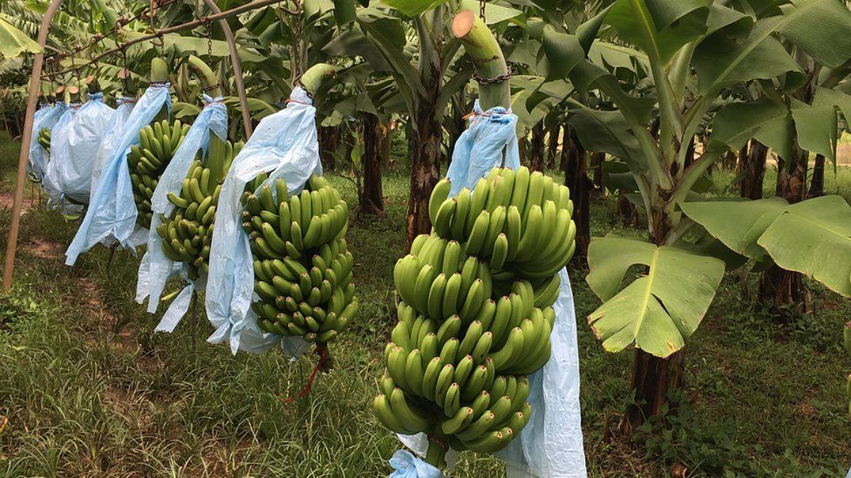Banana