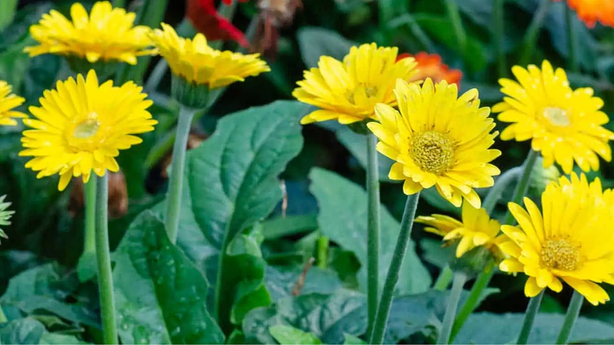 Gerbera Cultivation