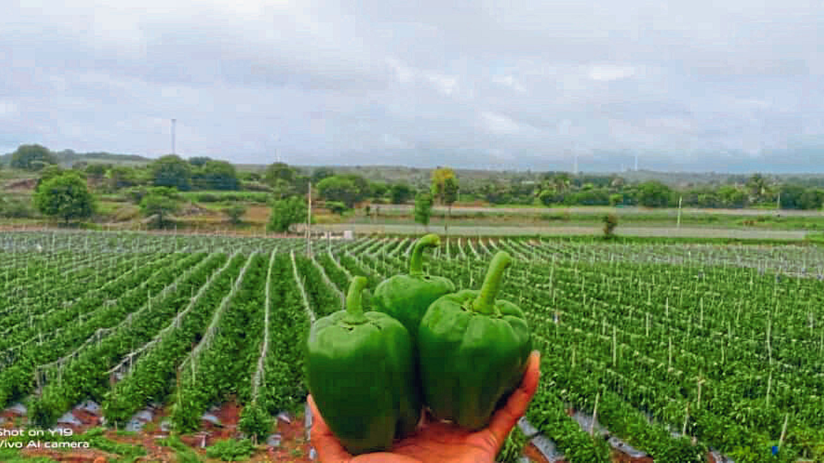 Vegetable