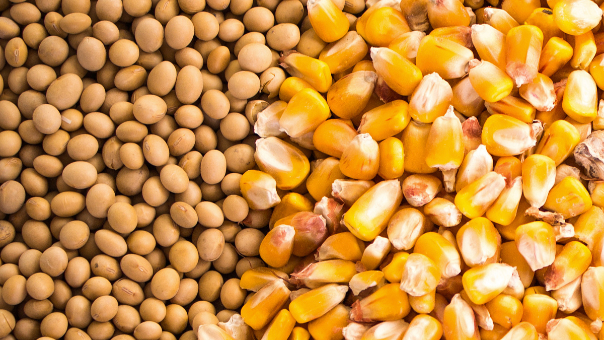 Soybean & Maize
