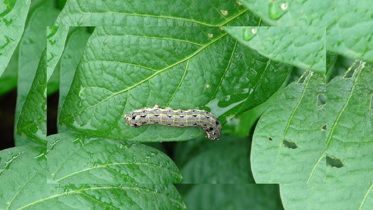 Spodoptera Pest