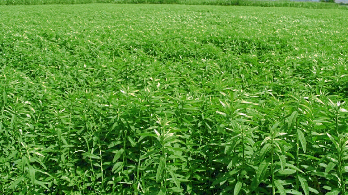 Jute Cultivation