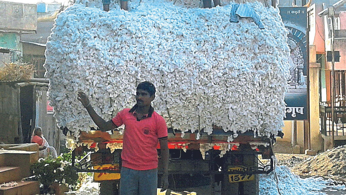 Cotton