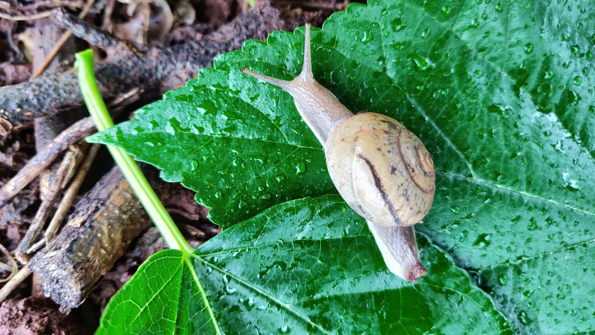 Snail