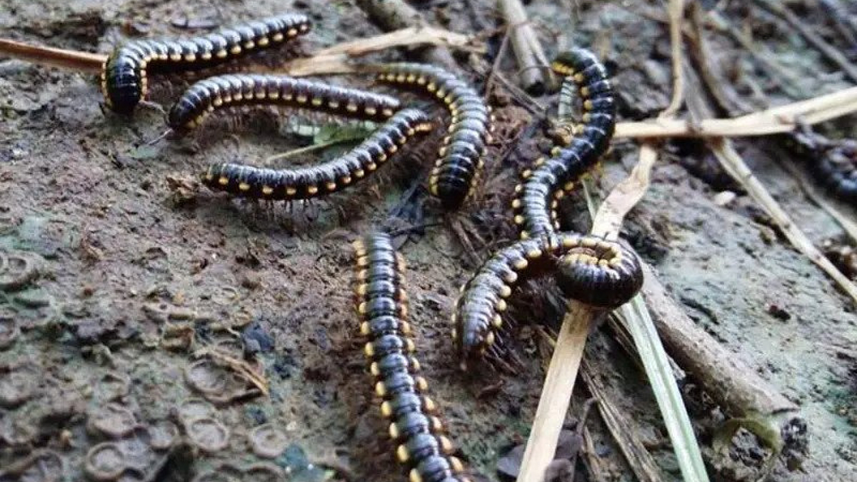 Millipede