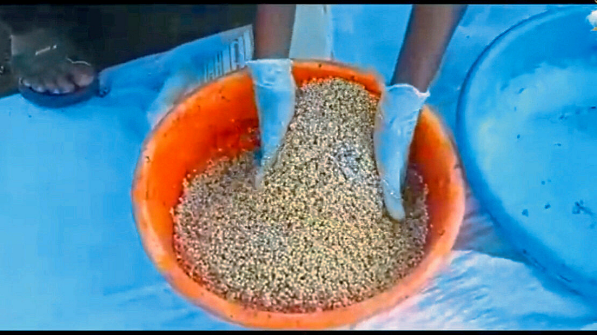 Seed Treatment
