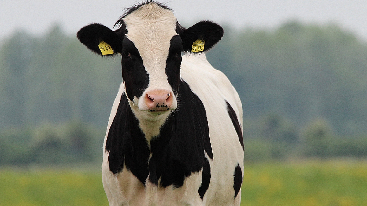 Uterine Infection In Cow