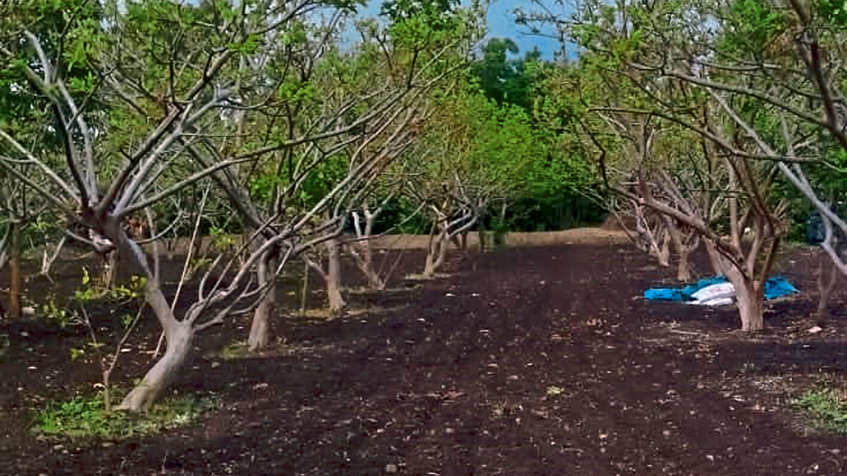 Guava