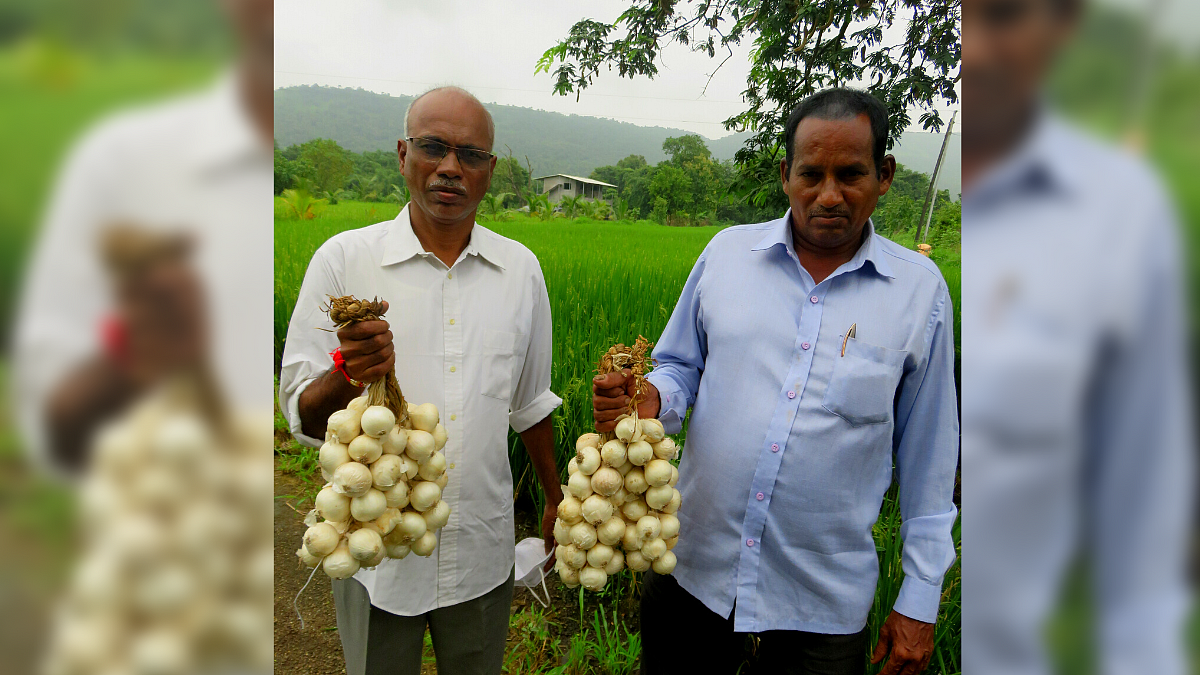 White Onion
