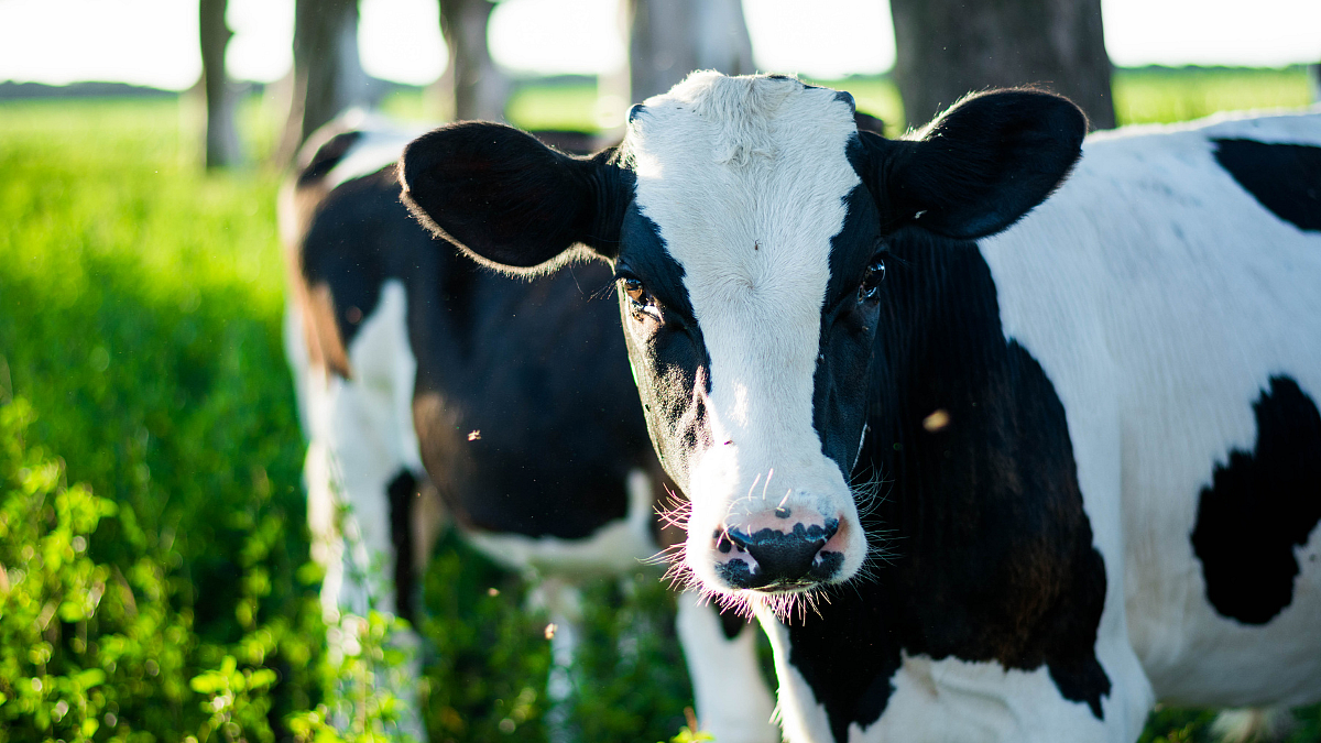 Reasons for Ketosis in cow