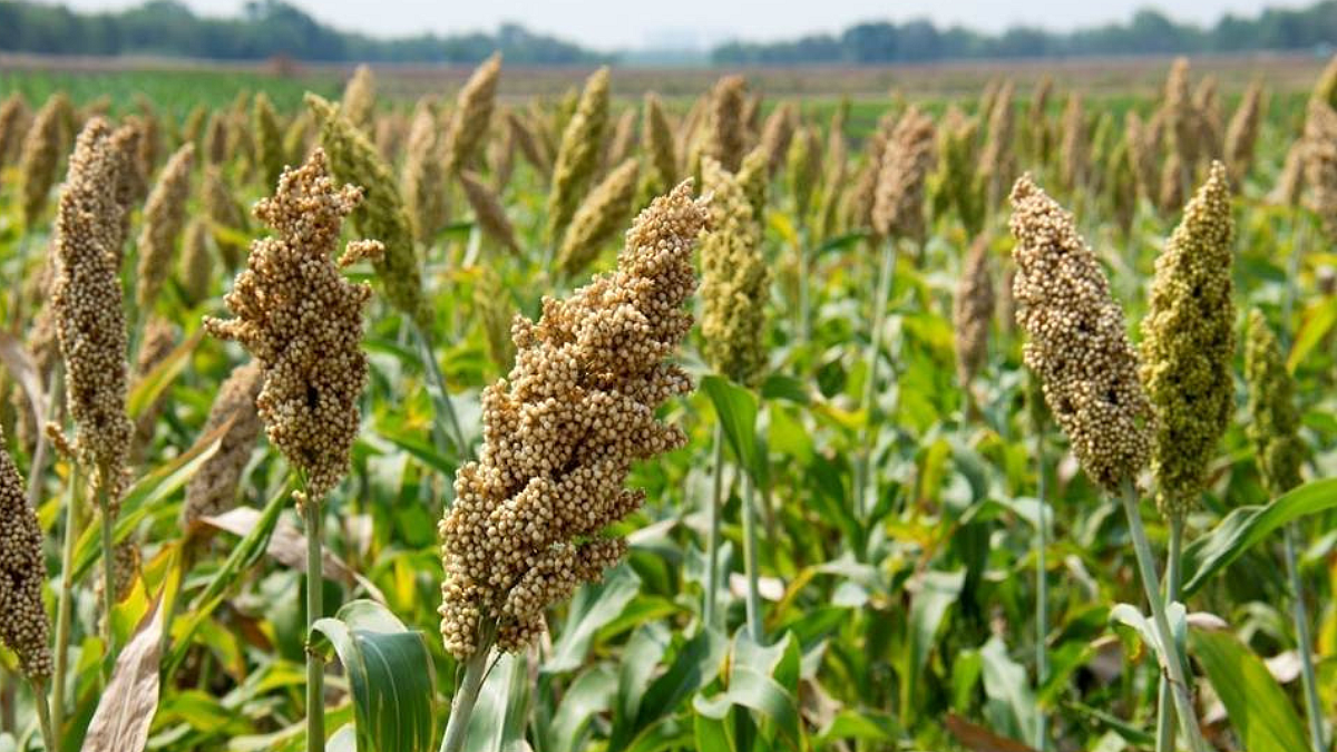 Jowar Cultivation