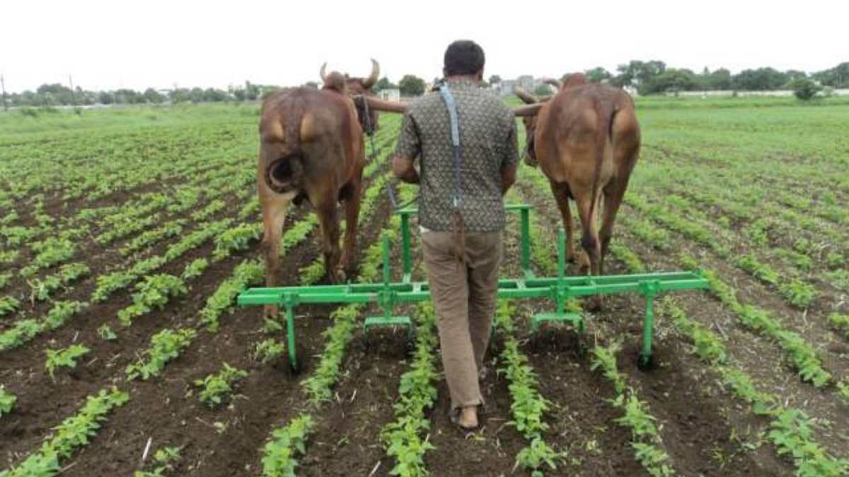 Bull-driven three-pass fertilizer Hoe
