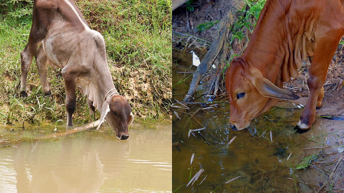 Rainy Season Water Management of Cow