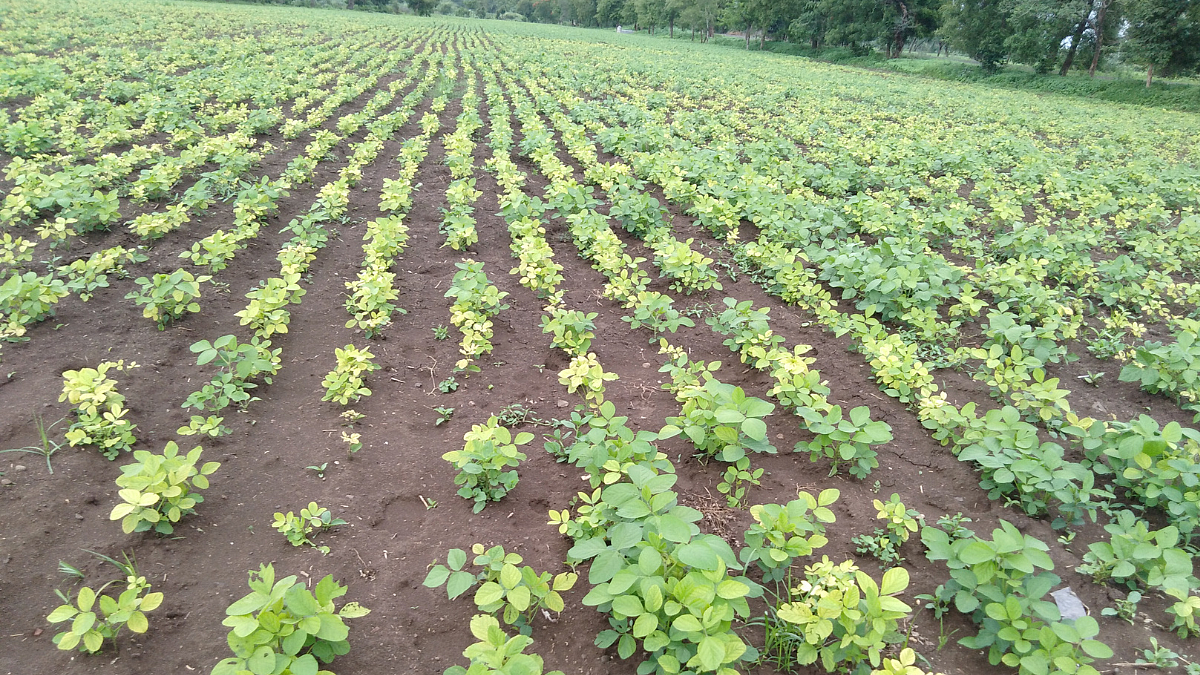 Soybean