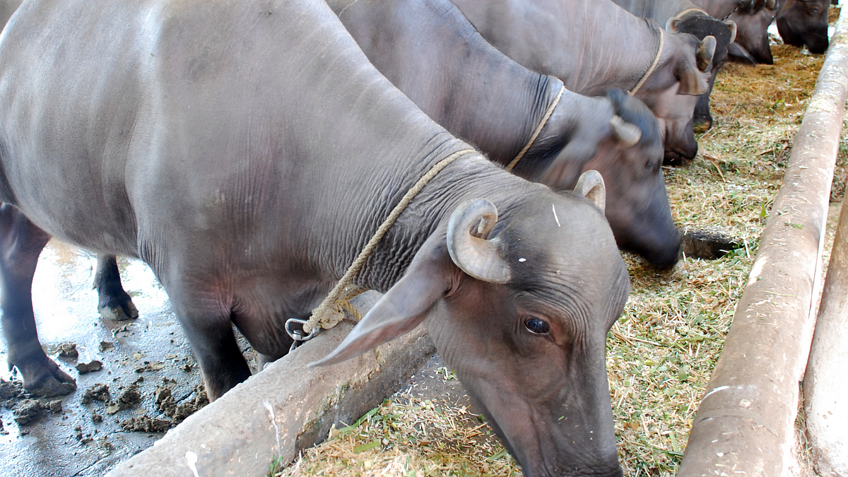 Diet of Milky Animals