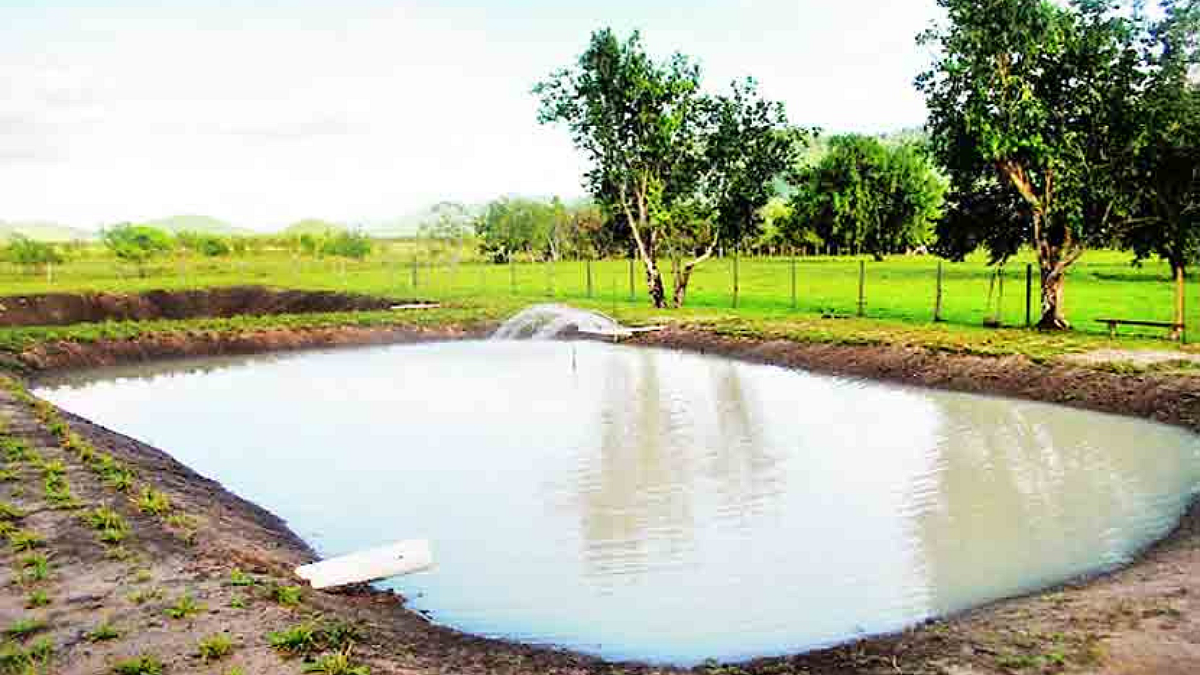 Farm Ponds