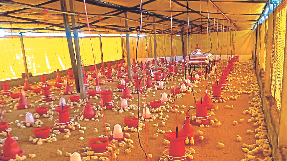 Poultry