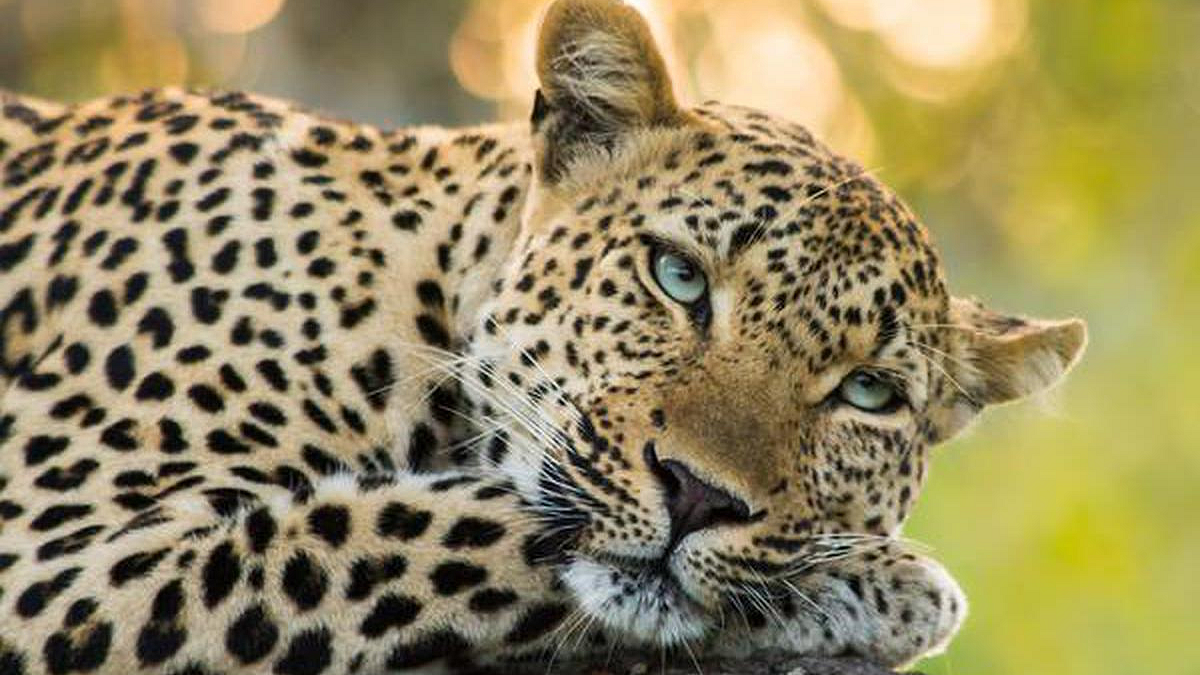 Leopard