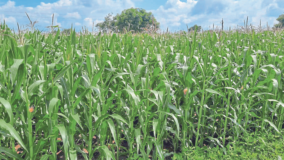 Maize