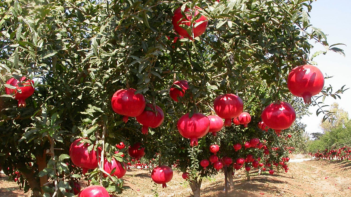 Pomegranate