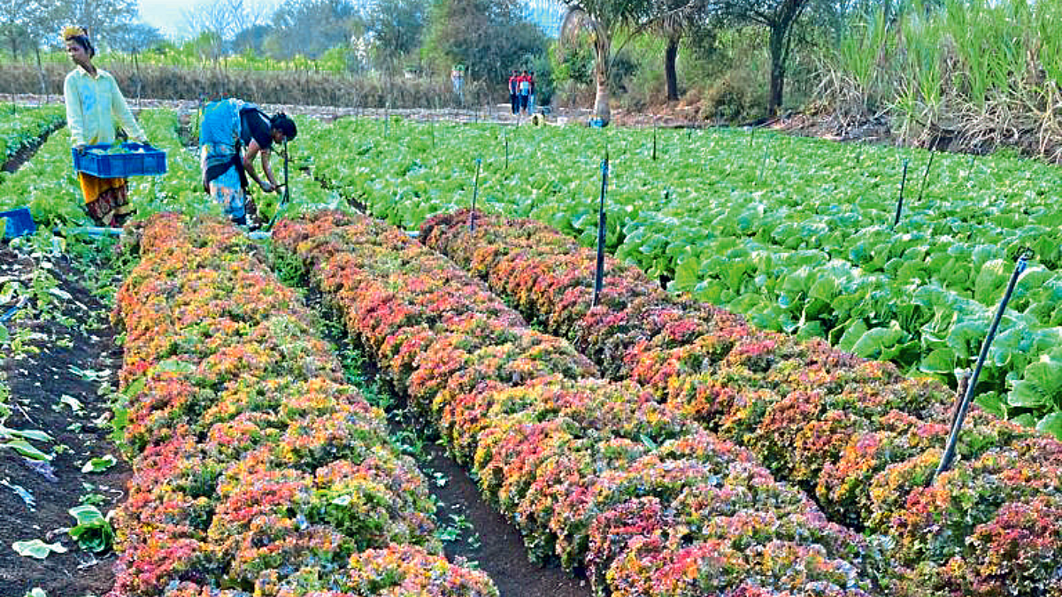 Exotic Vegetable