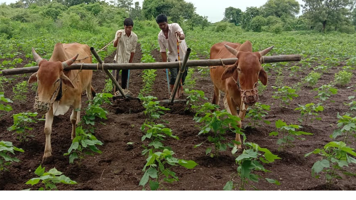Cotton Weed Control