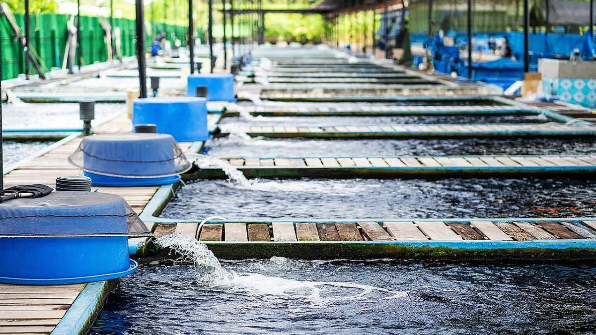 Fish Farming