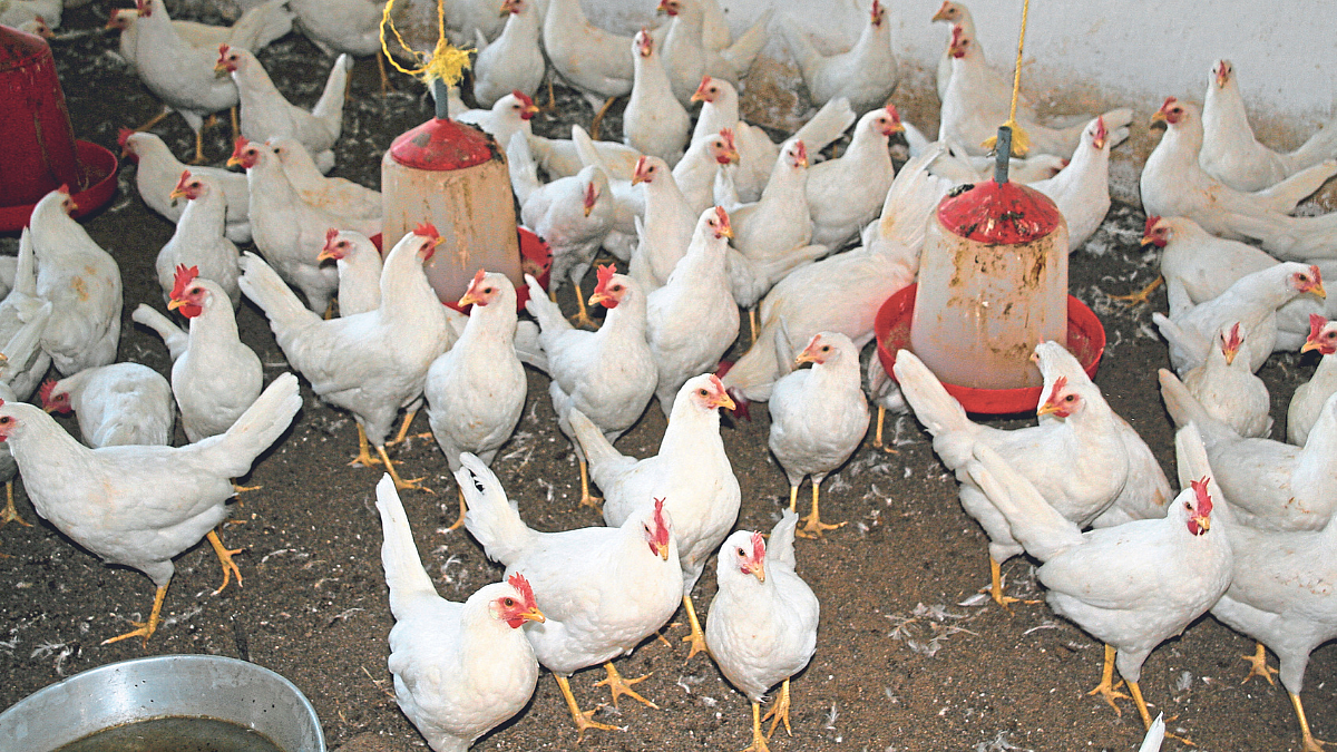 Poultry
