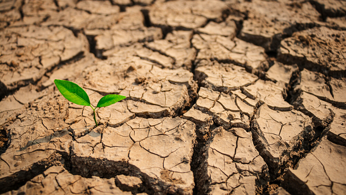 Drought