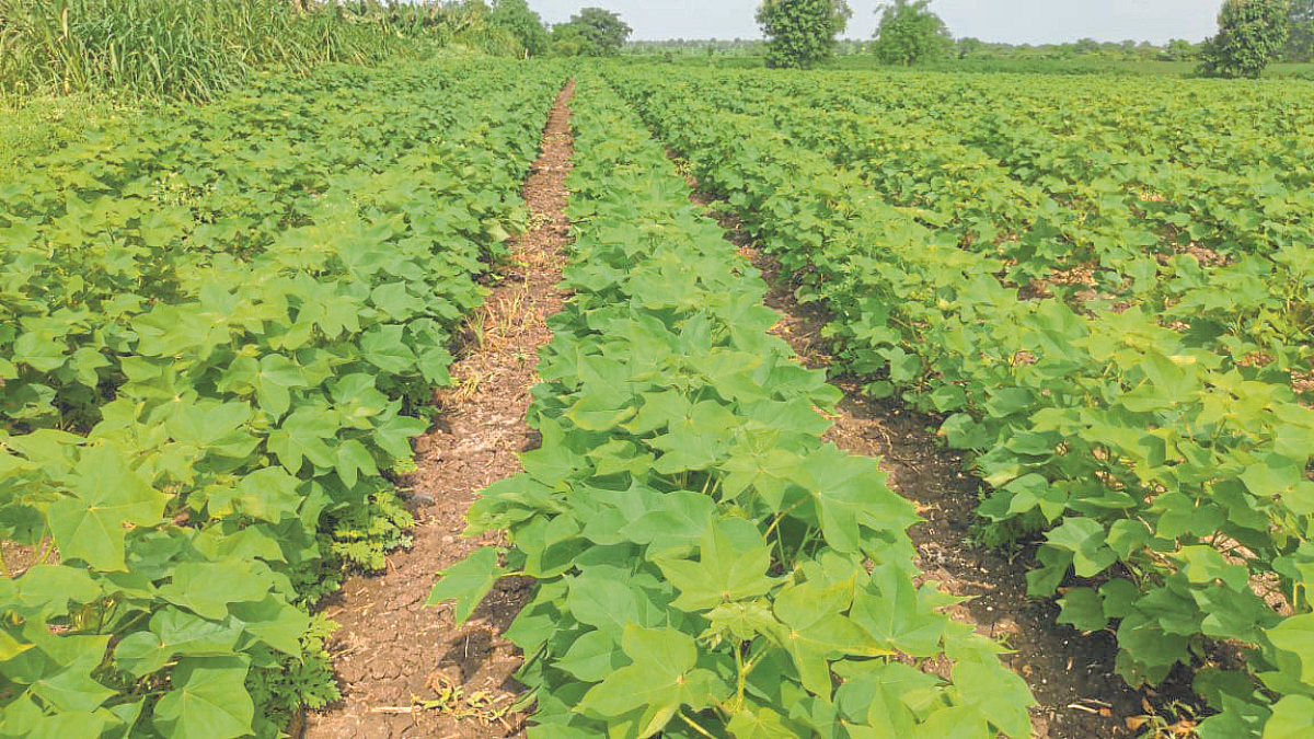 Cotton