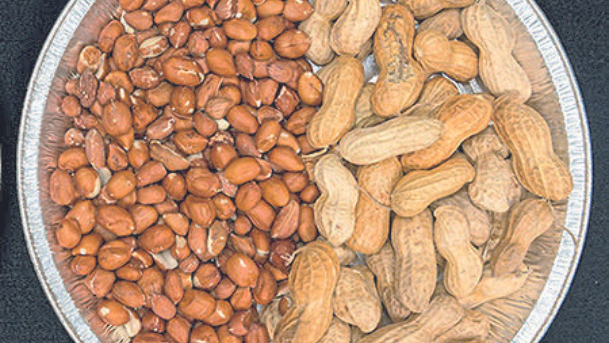 Grundnut