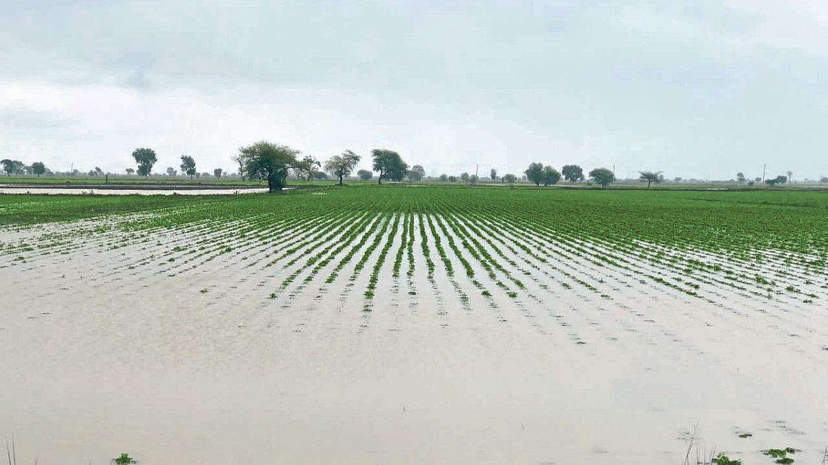 Crop Damage