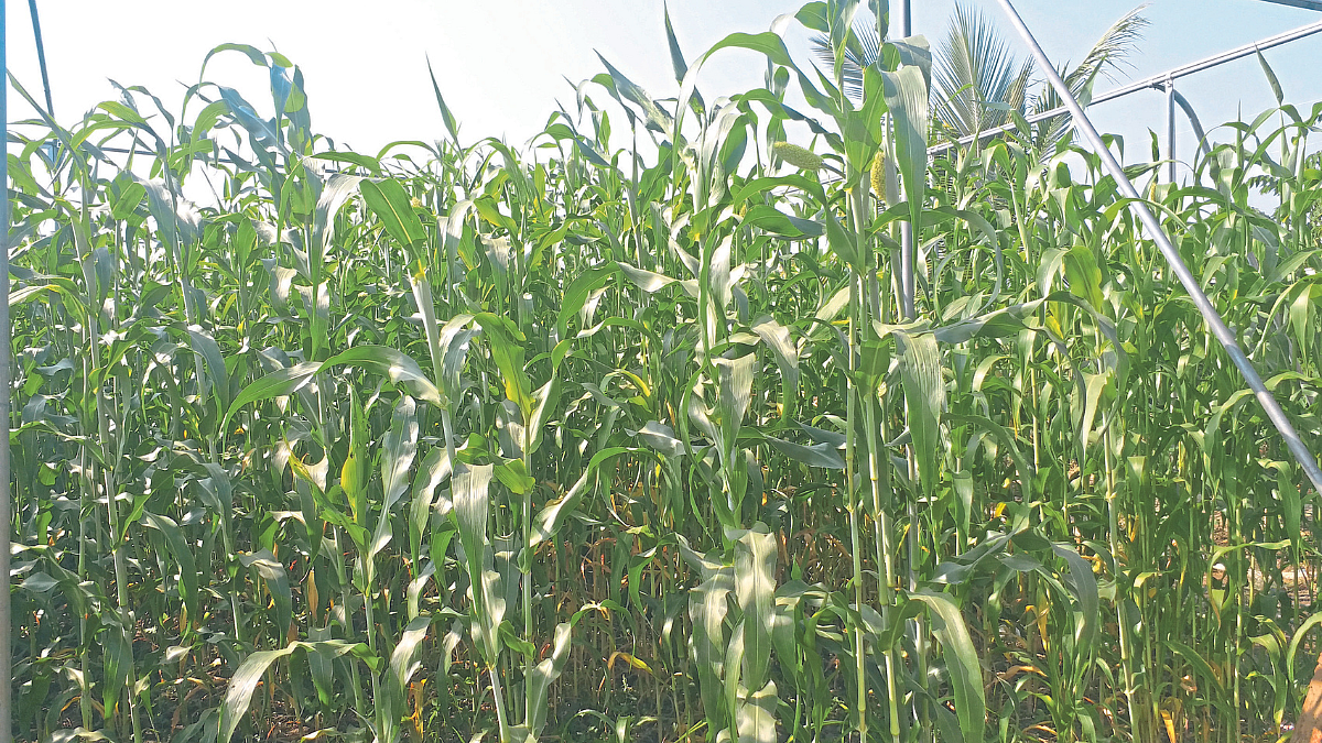 Agriculture