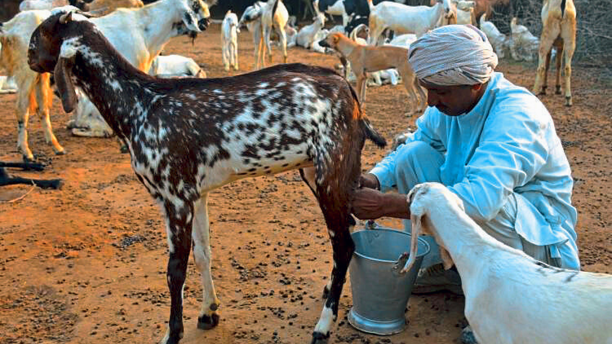 Goat Farming