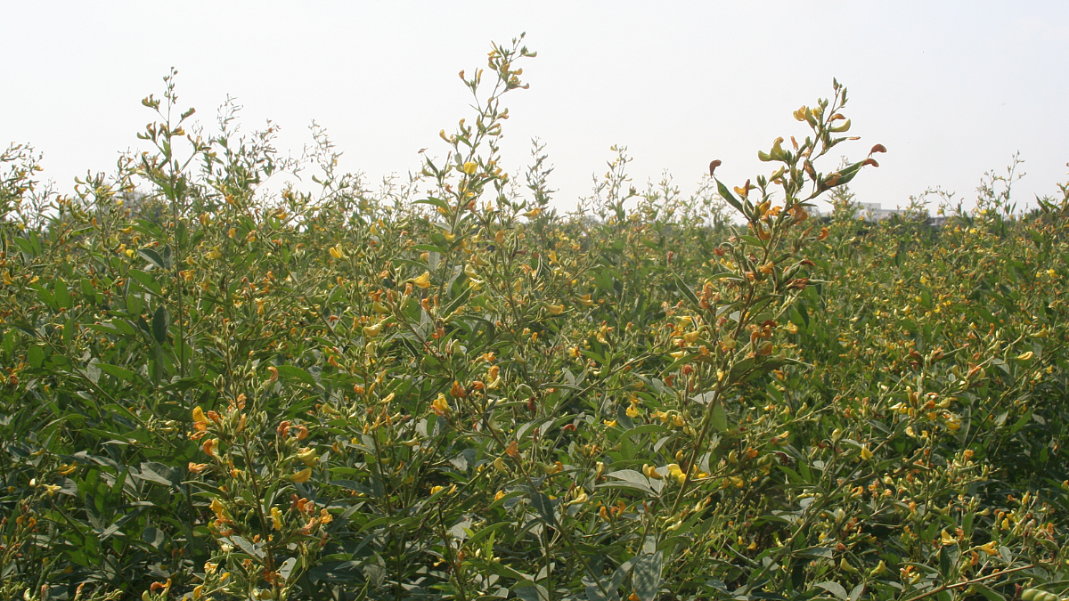 Tur crop Management