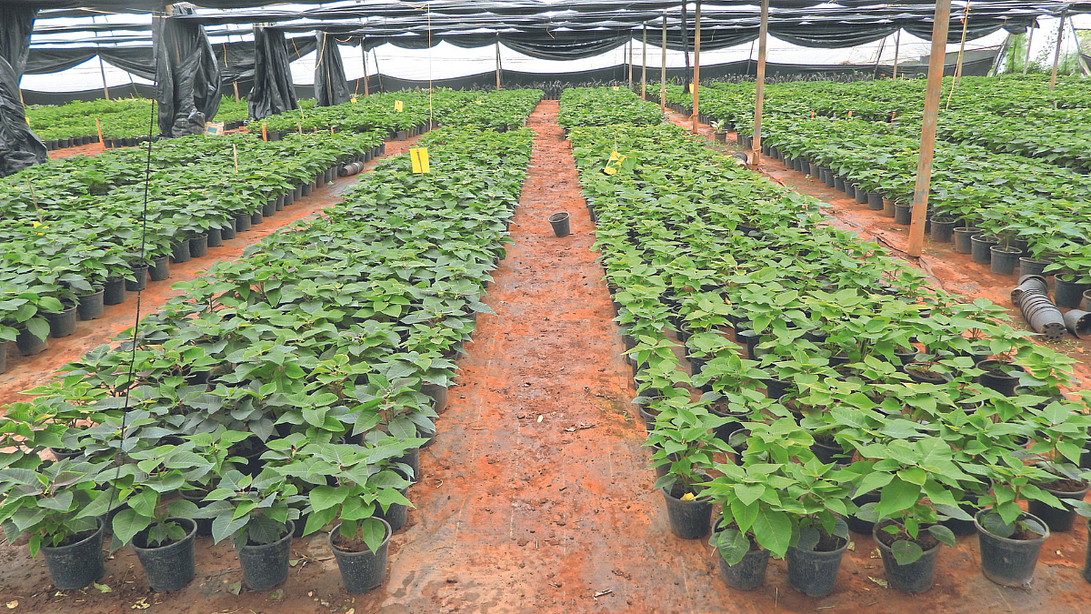 Nursery