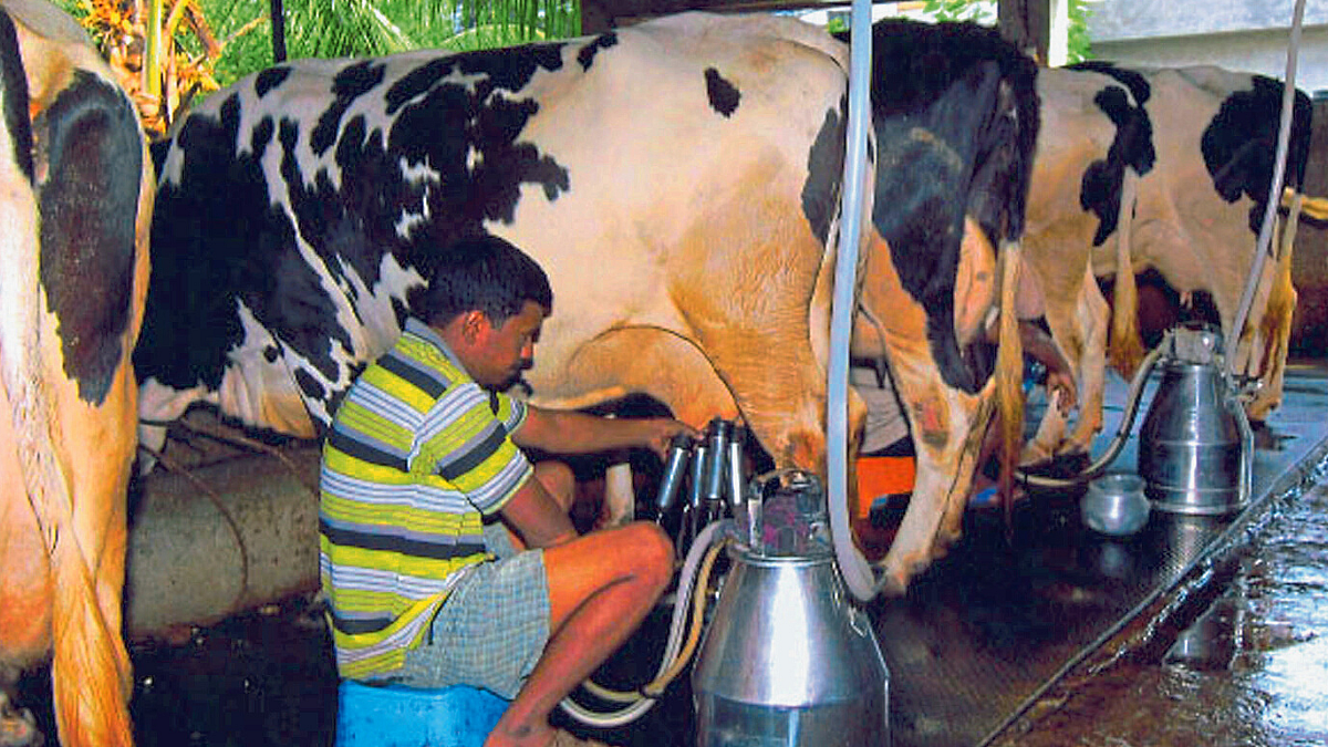 Animal Care